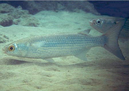 Paal Kendai - white Mullet